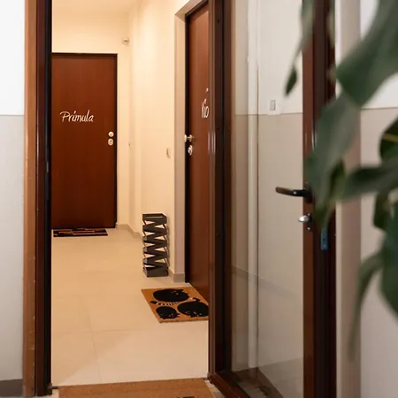 Viola - Gionic Bolonia